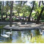 White swans in Kuğulu Park