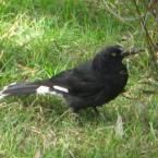 Pictures: O tetik bir kuþ.   (A watchful bird)