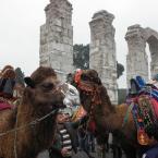 Pictures: Turkish Camels 