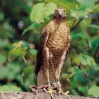 Falcon in Arhavi, Artvin