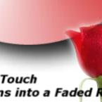 Pictures: faded rose