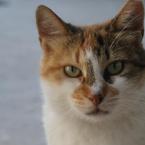 Pictures: A street cat
