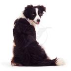 Pictures: dog