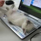 Pictures: Hard Day at the Office
