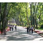 Walking through the avenue of Plane trees