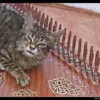 Pictures: Kedi gezinse bir naðme çýkar