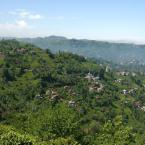 Tea Plants in Rize