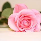 Pictures: rose