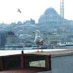 Seagull in contemplation