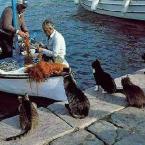 Cats waiting for fisherman