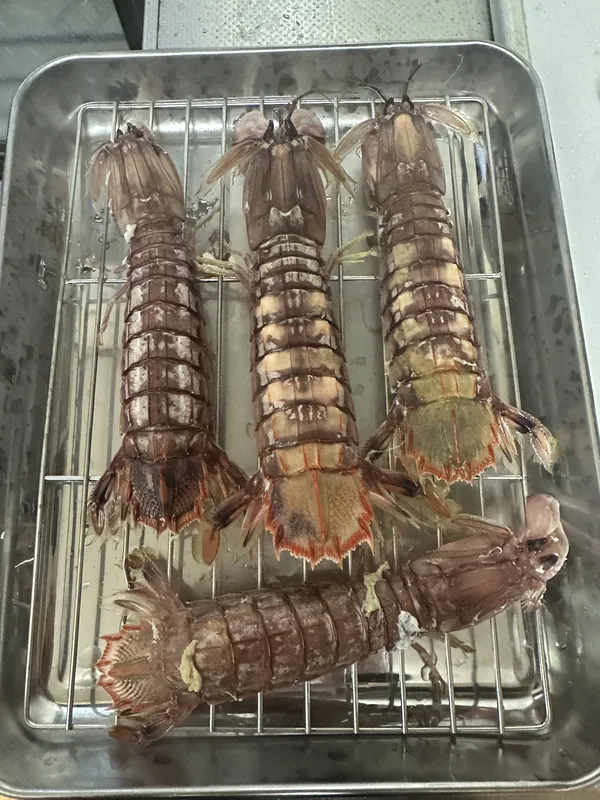 シャコの塩茹で