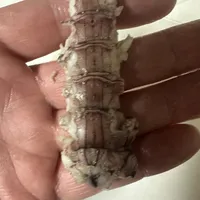 シャコの塩茹で