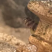 けむちゃん