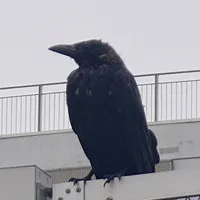 みぃ