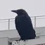 みぃ