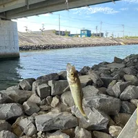 マハゼ