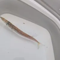 アカカマス