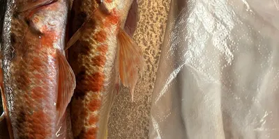 ヒメ