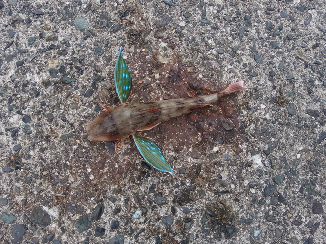 ホウボウ
