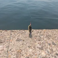 クサフグ