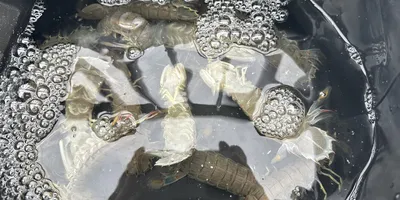 シャコの釣果写真
