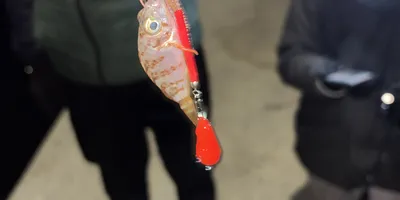 カサゴ
