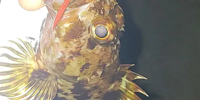 カサゴ