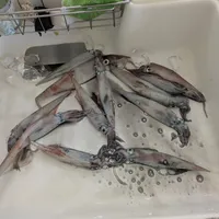 ヤリイカ