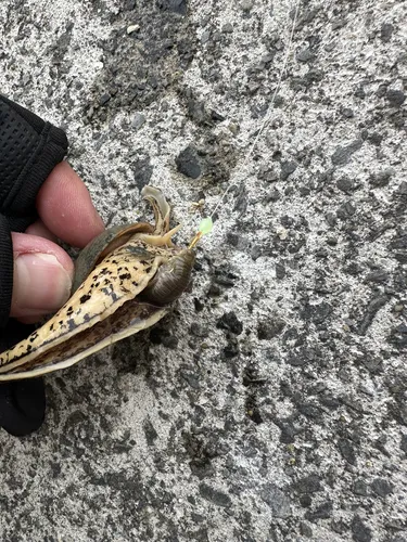 バイガイの写真