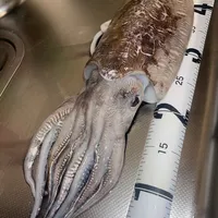 モンゴウイカ