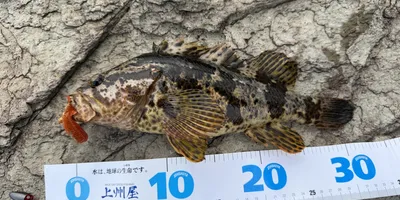 タケノコメバルの釣果写真