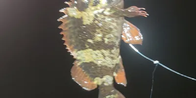 カサゴ
