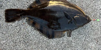マコガレイの釣果写真