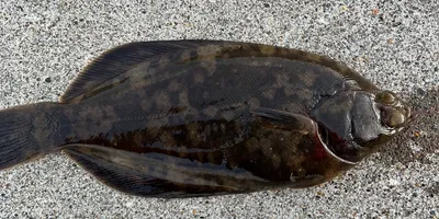 マコガレイの釣果写真