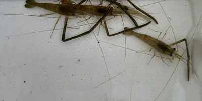 テナガエビの釣果写真