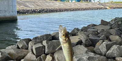 マハゼの釣果写真