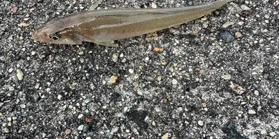 シロギスの釣果写真