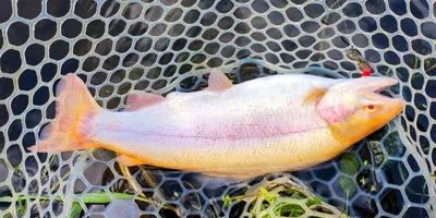 ニジマスの釣果写真
