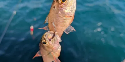 ネンブツダイ