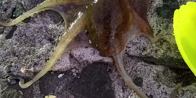 マダコ