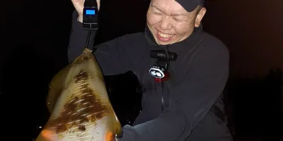 アオリイカ