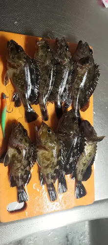 カサゴ