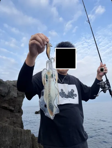 アオリイカ