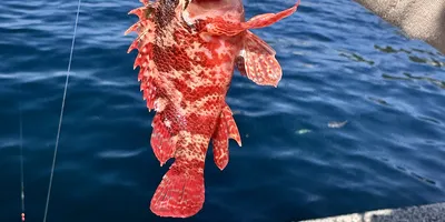 カサゴ