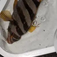 タカノハダイ