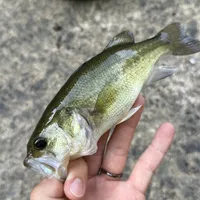 ブラックバス