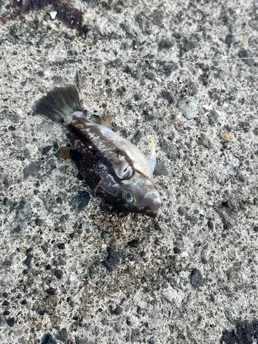 コモンフグ