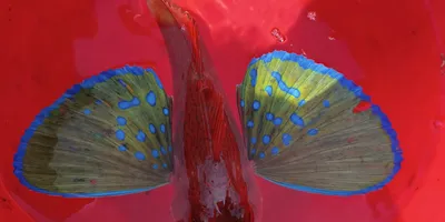 ホウボウ