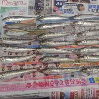 イワシ