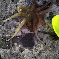 マダコ